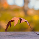 Illustration for article titled 76 Stunning Photos Of Fall Leaves